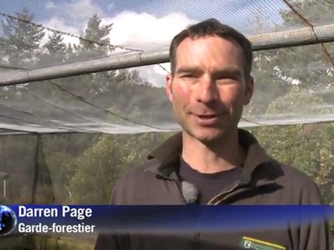 Emblème national néo-zélandais, le kiwi est menacé d'extinction