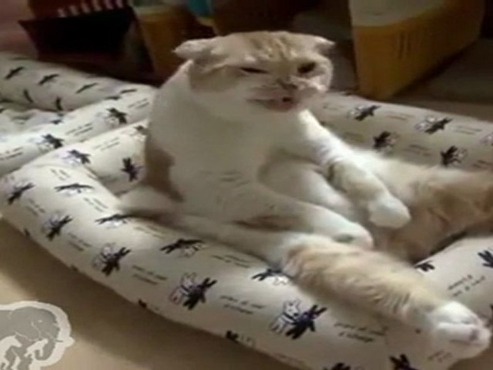 Un chat très relax