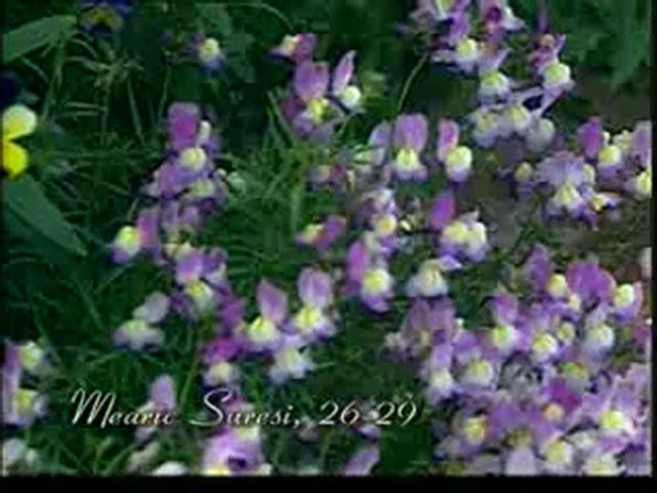 Kuran Meali: Mearic Suresi 1-44