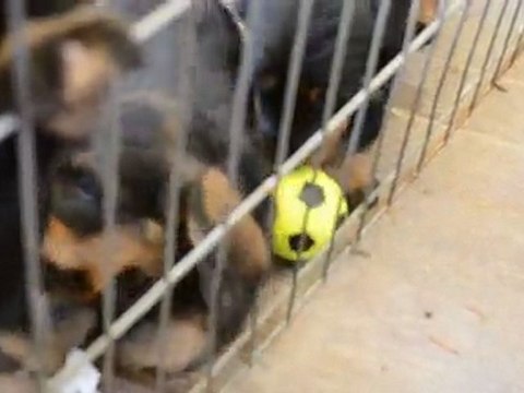 bebe teckels poils durs standard du domaine de la madrague