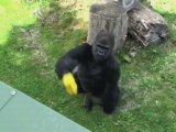 Quand un gorille s'empare d'une caméra...