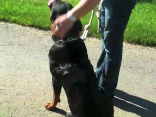 comportementaliste canin