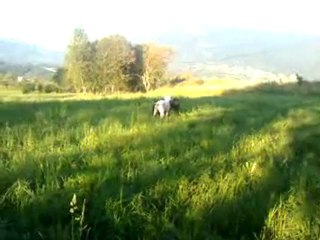 Un intrus pendant la balade des Fortuna Majeur!!