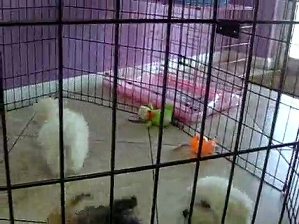 PUPPY SHOP IN MIAMI,   TEL.305-262-7310.  PUPPIES TO GO, INC.