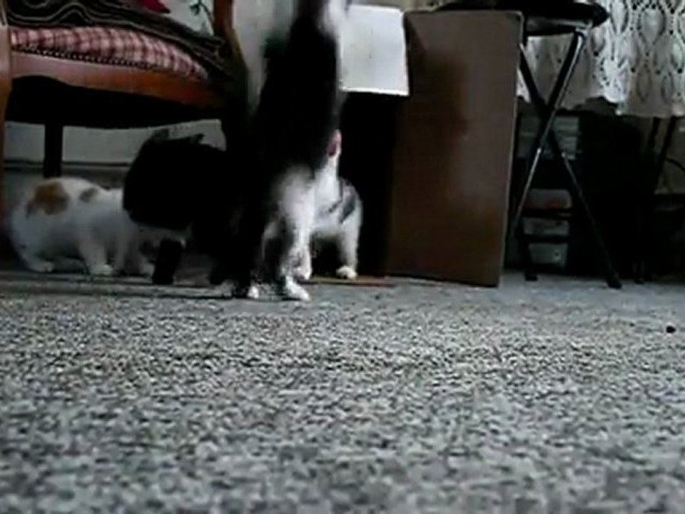 Les chatons et le carton !