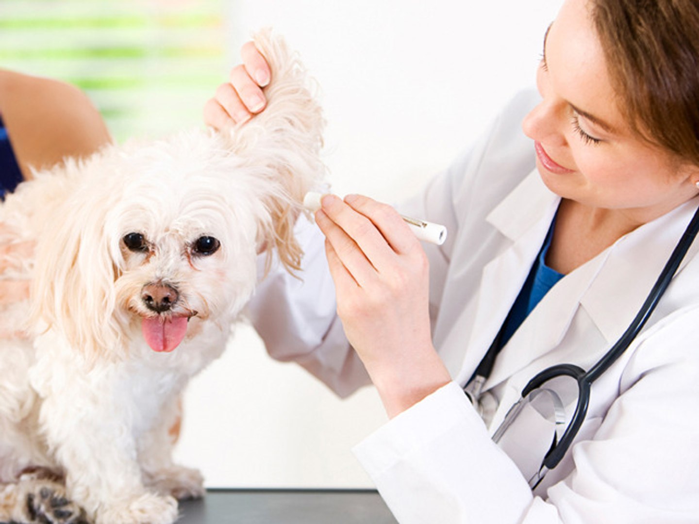 ⁣Your puppy's first veterinary visit