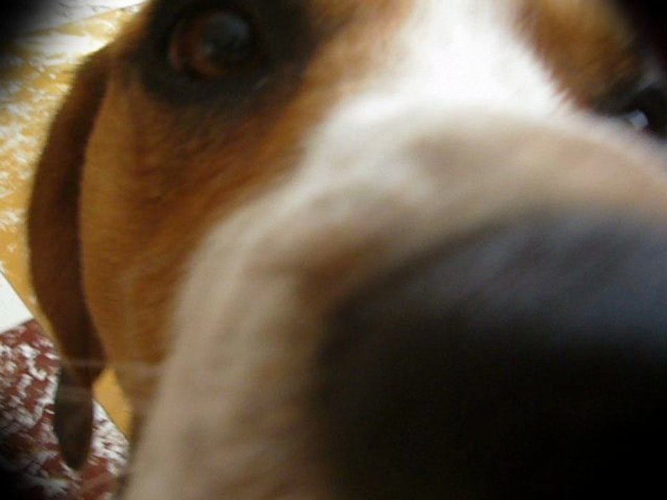 SMITH - my dog rocks ( freestyle guitar 1)