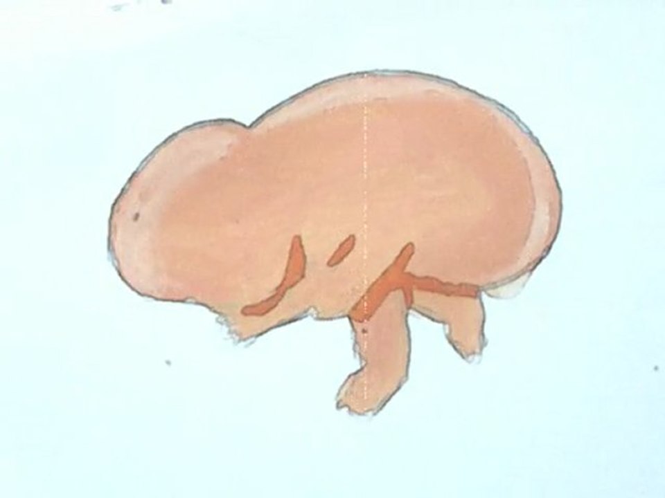 Foetus 3 _ formation/information