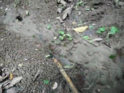 Fourmis à El Panchan, Chiapas, Mexique