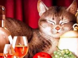 DANCES WITH COLORS - CATS