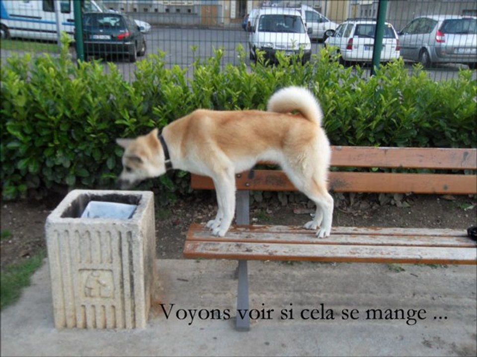 Emeraude et Tess le 14 07 11 Diapo photos