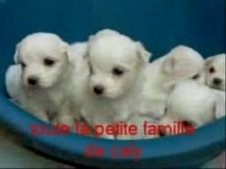 caly notre petite chienne bichon maltai