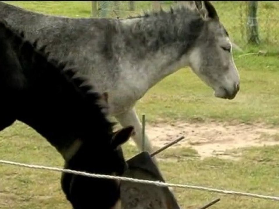 Du coq à l'âne - Beaubec la Rosière