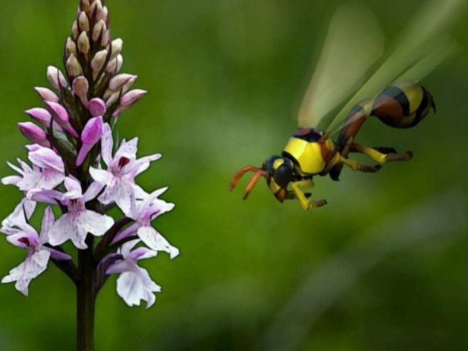 ZBrush 4 -Delta Unguiculatum Wasp Bee - Guêpe - timelapse modeling and polypainting. Dethan