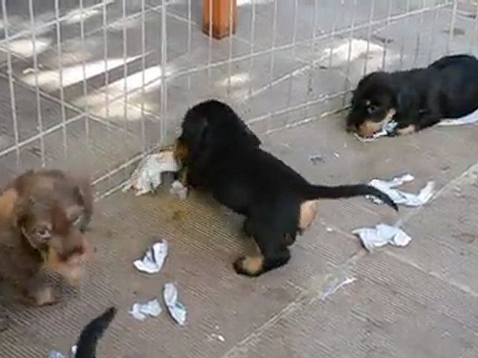 PETITS TECKELS POILS DURS  6 SEMAINES JOUANT