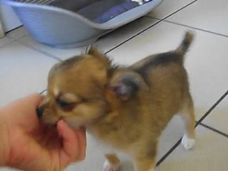 Petit chiot poils long