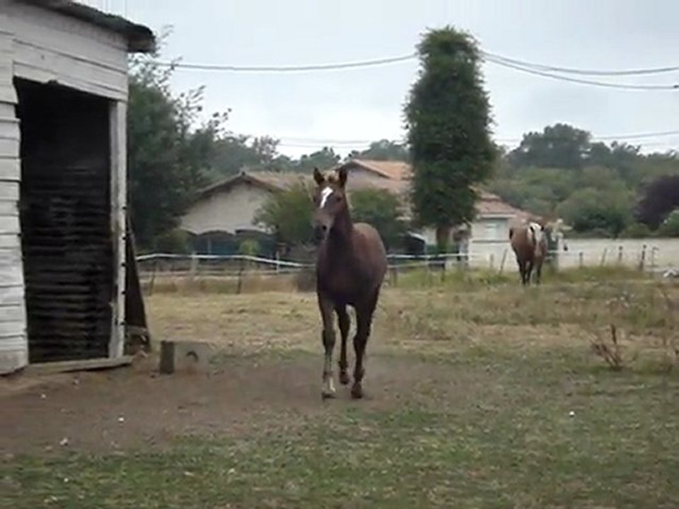 Napoli Vient Au trot