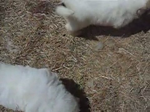 CHIOTS MONTAGNE DES PYRENEES A RESERVER DE CH.CS. URA-BELLE x CH. EDWIN