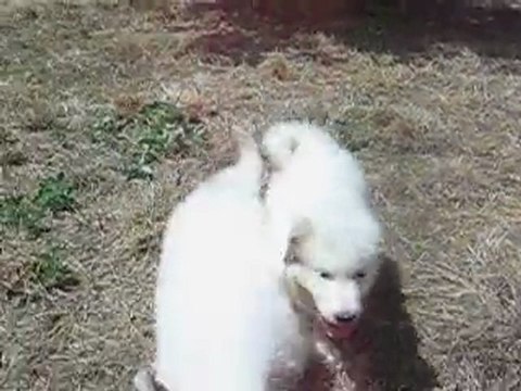 CHIOTS MONTAGNE DES PYRENEES A RESERVER DE CH.CS. URA-BELLE x CH. EDWIN