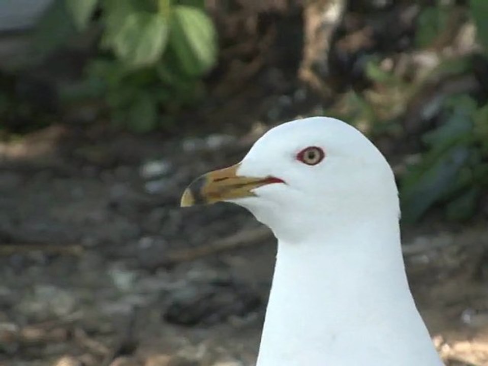 64 Sea Gulls