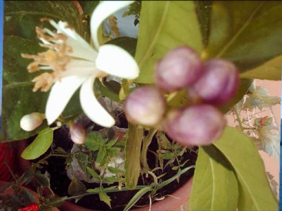 MACORINA - LADY HAGUA