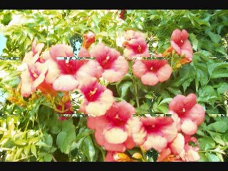 paytur ile ağva şile turu