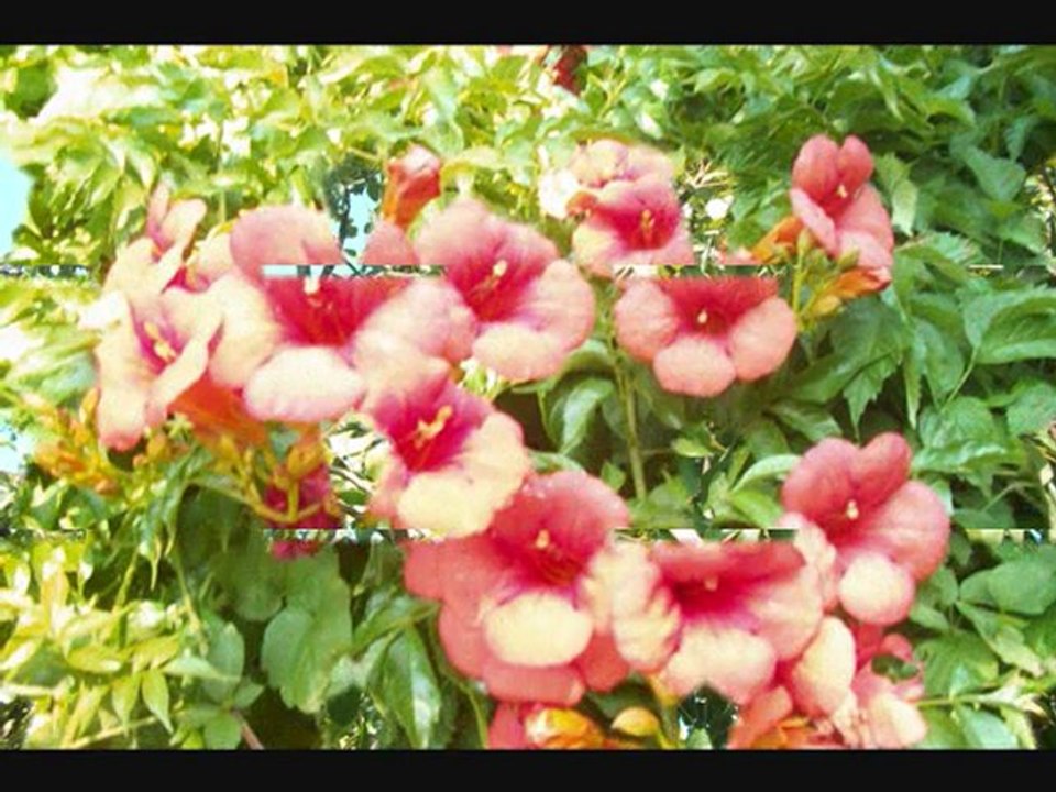 paytur ile ağva şile turu