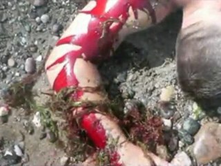 Wir sind das Blut --Original-- made in Germany by Elfenfels