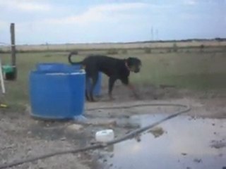 Chienne adoptée SPA. (1)Au poney-club la belle vie et libre! 16/07/11.SDC11191