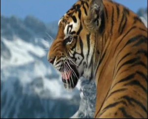 Υπερκινητικός Δάσκαλος~Η Ολυμπιάδα των ζώων 2~Winter Games-2