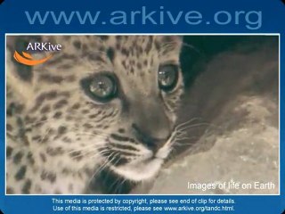 Panthera Pardus nimr - Arabian Leopard