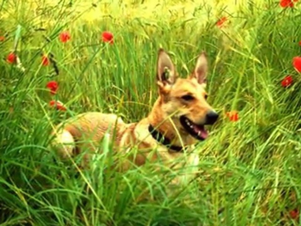 Souvenirs canins