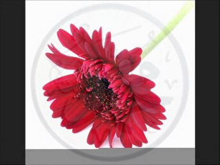 Al Beni Yanına Ya Resul Allah