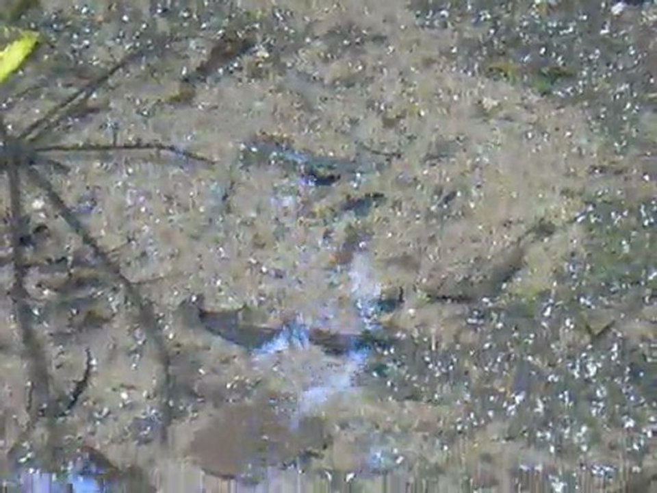 Poissons bresil 2