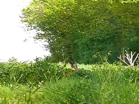 Approche & affut...petits mammifères