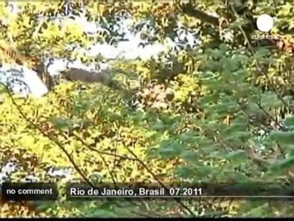 Monkeys move in to a Rio forest neighbourhood - no comment