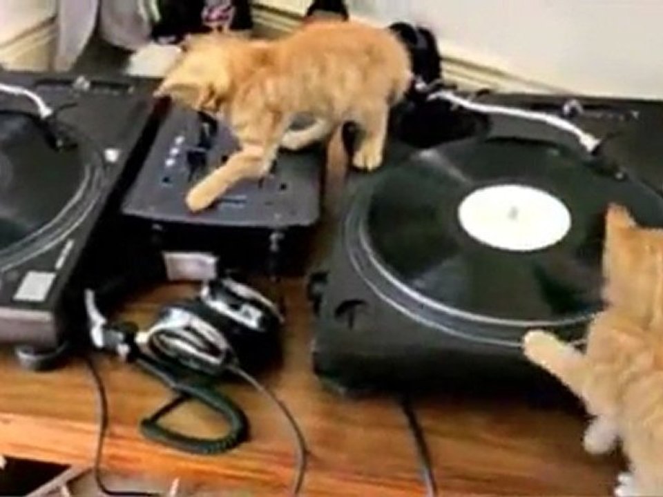 kitten band