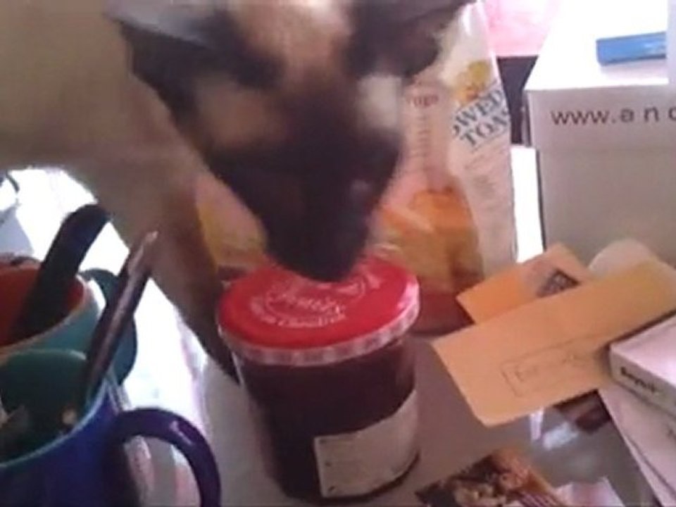 Farouk, Chat Siamois