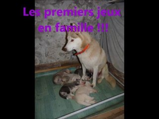 les premiers jeux des chiots de Capone