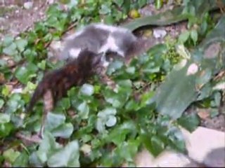 Châtons cuvée Juin 2011