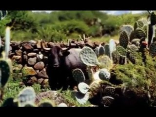 EL TORO REQUEZON(360p_H.264-AAC)