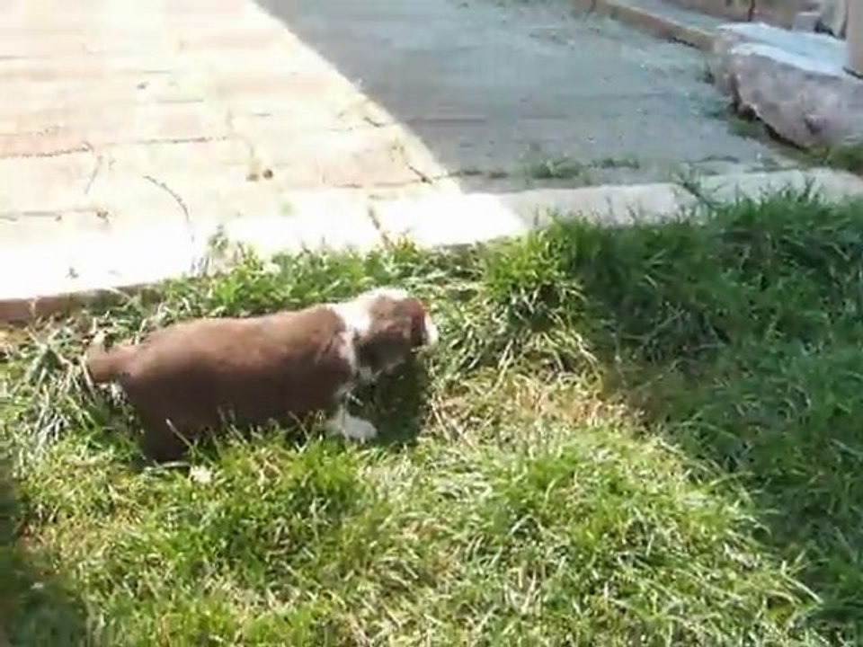 Les petites merveilles