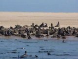 les otaries de Walvis bay