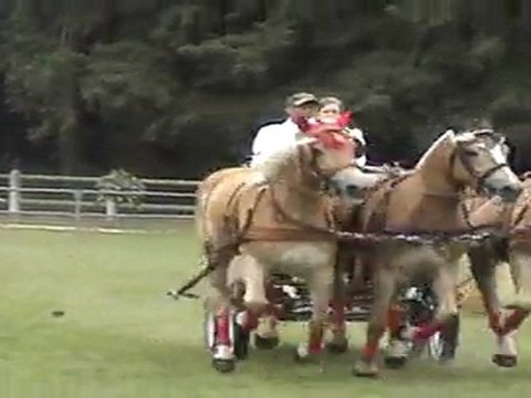 attelage à trois haflingers de la vallée mosane