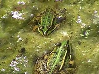 grenouilles