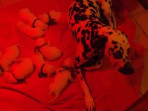 Portée darling 2010 (9 chiots )