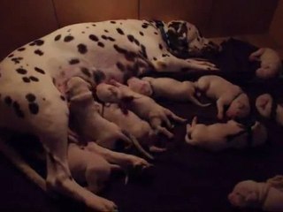 portée dyva 2010 12 chiots