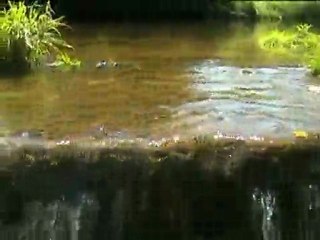 Czarna Nida w Morawicy