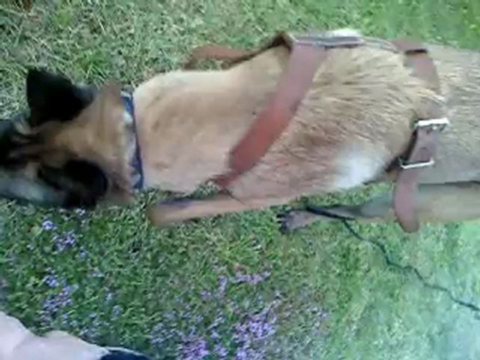 F.B.I De L'Empire Du Phöenix en apprentissage du pistage !