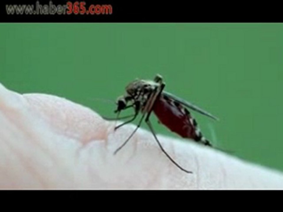 Sivri Sinek Nasıl Sokar